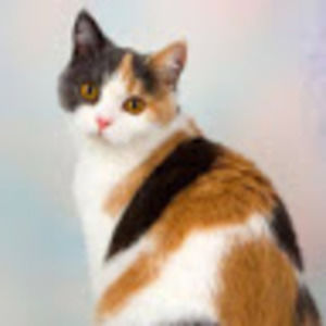 Meet your Posher, Yanli